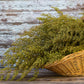 1000 SWEET WORMWOOD Artemisia Annua Sweet Annie Mugwort Sagewort Fragrant Herb Seeds