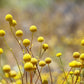 20 Yellow BILLY BUTTONS / WOLLYHEADS Craspedia Globosa Flower Seeds