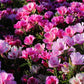 500 Pink FAREWELL TO SPRING Clarkia Elegans Godetia Flower Seeds