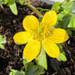 10 WINTER ACONITE Eranthis Hyemalis Yellow Sun Shade Flower Seeds