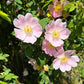 50 Thornless Pink DOG BRIER ROSE Bush Rosa Canina Inermis Victory Garden Fragrant Flower Seeds