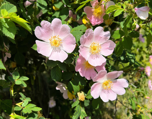 50 Thornless Pink DOG BRIER ROSE Bush Rosa Canina Inermis Victory Garden Fragrant Flower Seeds