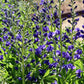 50 BLUE WILD INDIGO (False Indigo) Baptisia Australis Flower Seeds