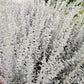 200 PRAIRIE SAGE (Wormwood / Fringed Sagebrush / Sagewort) Artemisia Ludoviciana Flower Seeds