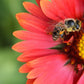 50 BURGUNDY GAILLARDIA Red Indian Blanket Flower Seeds