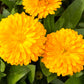 500 PACIFIC Beauty YELLOW MARIGOLD Calendula Officinalis Flower Seeds