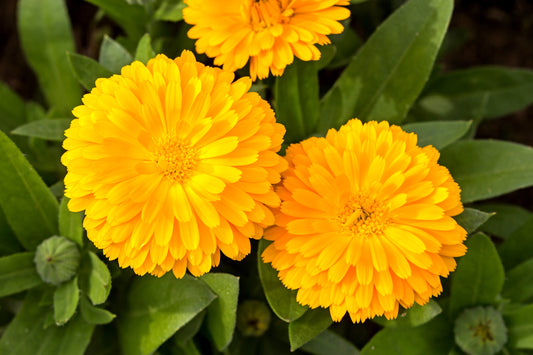 500 PACIFIC Beauty YELLOW MARIGOLD Calendula Officinalis Flower Seeds