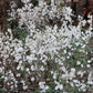 100 LUNARIA Biennis ( MONEY PLANT / Silver Dollar / Honesty / Moonwort / L Annua ) Flower Seeds