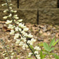 50 WHITE WILD INDIGO Baptisia Alba Usa Native Pollinator Flower Seeds