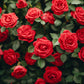 5 RED ROSE Rosa Bush Shrub Perennial Flower Seeds