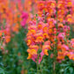 250 ORANGE WONDER SNAPDRAGON Antirrhinum Majus Flower Seeds