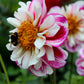 50 EARLY BIRD DAHLIA Mixed Colors Flower Seeds