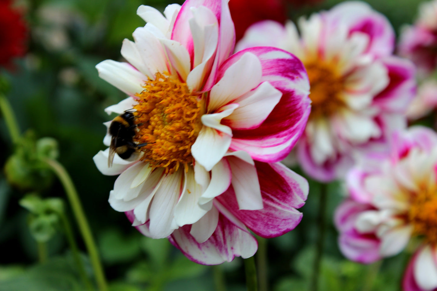 50 EARLY BIRD DAHLIA Mixed Colors Flower Seeds