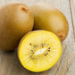 50 GOLDEN KIWI FRUIT Yellow Actinidia Chinensis Kiwifruit Chinese Gooseberry Flower Vine Seeds