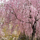 10 WEEPING HIGAN CHERRY Tree Japanese Prunus Subhirtella Pendula Pink Flower Seeds