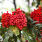 20 ASH TREE Mountain / Amur / Rowan - Sorbus Aucuparia Seeds