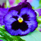 50 DEEP BLUE Blotch PANSY Swiss Giant Viola Wittrockiana Ullswater Flower Seeds
