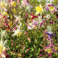 50 MCKANAS GIANT COLUMBINE Mixed Colors Aquilegia Hybrida Flower Seeds