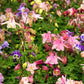 100 DWARF COLUMBINE MIX Aquilegia Vulgaris Mixed Colors Flower Seeds