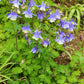 50 Blue ROCKY MOUNTAIN COLUMBINE Aquilegia Caerulea Flower Seeds