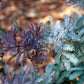 10 PURPLE ACACIA Baileyana Purpurea Fernleaf Mimosa Cootamundra Wattle Tree Yellow Flower Seeds