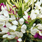 200 WHITE QUEEN CLEOME (Spider Flower) Cleome Hassleriana Cleome Spinosa Flower Seeds