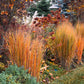 1000 SWITCHGRASS Tall Panic Switch Grass Panicum Virgatum Red Flower Seeds
