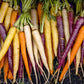 500 RAINBOW CARROT MIX White Red Yellow Purple Orange Daucus Carrota Seeds