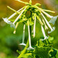 200 JASMINE AZTEC NICOTIANA (Ornamental Flowering Tobacco) Nicotiana Alata Flower Seeds