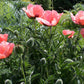 100 Princess Victoria Louise ORIENTAL POPPY Papaver Orientale Flower Seeds