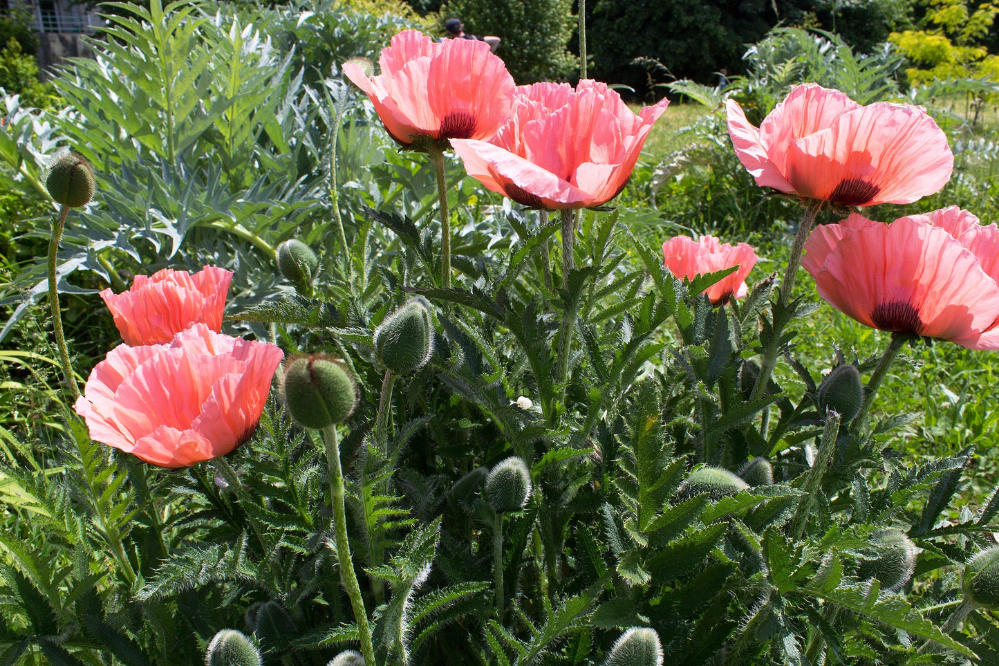 100 Princess Victoria Louise ORIENTAL POPPY Papaver Orientale Flower Seeds