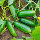 150 BOSTON PICKLING CUCUMBER Heirloom Cucumis Sativus Fruit Vegetable Seeds