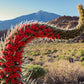 25 TOWER OF JEWELS Red Bugloss Echium Wildpretii Ruby Hummingbird Flower Seeds
