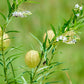 10 BALLOON MILKWEED Hairy Balls Butterfly Weed Asclepias Gomphocarpus Physocarpus Monarch Flower Seeds