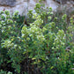 500 GREEK OREGANO Italian / Winter Marjoram Origanum Vulgare Hirtum Herb Seeds