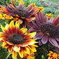 100 Mixed EVENING COLORS SUNFLOWER Helianthus Annuus Orange Red Gold Flower Seeds