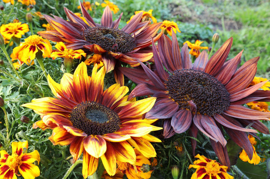 100 Mixed EVENING COLORS SUNFLOWER Helianthus Annuus Orange Red Gold Flower Seeds