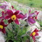 10 RED ANEMONE Pulsatilla Vulgaris PASQUE Flower Seeds