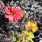 20 Dwarf Mixed Colors REDSKIN DAHLIA Variabilis Red Skin Mix Bicolor Flower Seeds