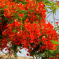 10 ROYAL POINCIANA TREE Delonix Regia aka Red Flame Flamboyant Tree Peacock Flower Seeds
