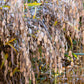100 RIVER OATS (Northern Sea Oats / Inland Oats) Ornamental Uniola Latifolia Grass Seeds