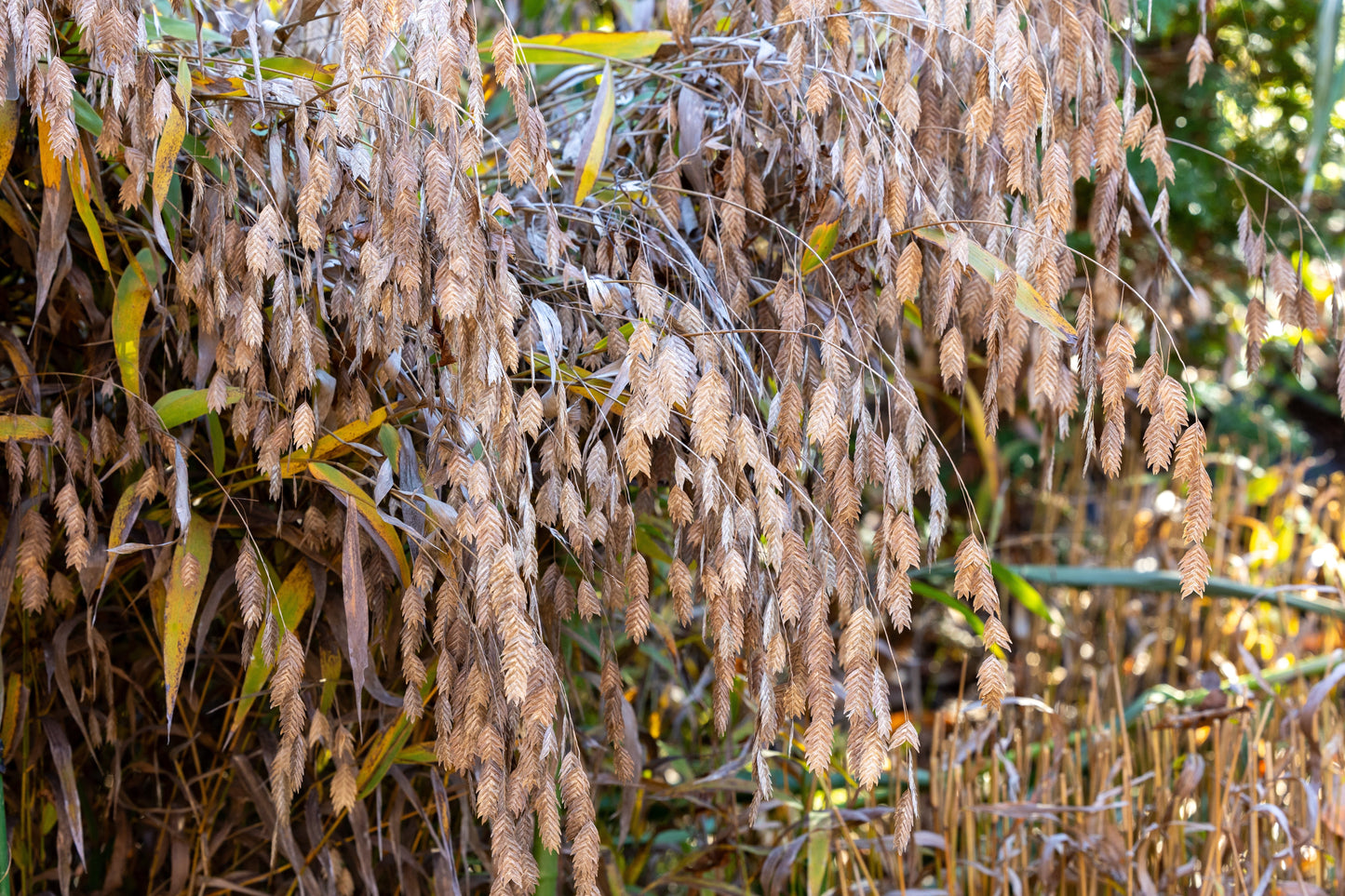 100 RIVER OATS (Northern Sea Oats / Inland Oats) Ornamental Uniola Latifolia Grass Seeds