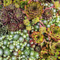 25 MIXED HENS & CHICKS Chickens Succulent (Live Forever) Sempervivum Flower Seeds