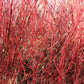 20 RED TWIG DOGWOOD American Red Osier Shrub White Flower Cornus Sericea Seeds