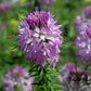 100 Rocky Mountain BEE PLANT Cleome Serrulata Flower Seeds