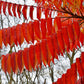 30 FLAMELEAF SUMAC TREE Shining Dwarf Winged Rhus Schmaltzia Copallina Seeds