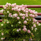 50 semillas de hortensia PEE GEE Paniculata Peegee, arbusto de flores blancas y rosadas en panícula