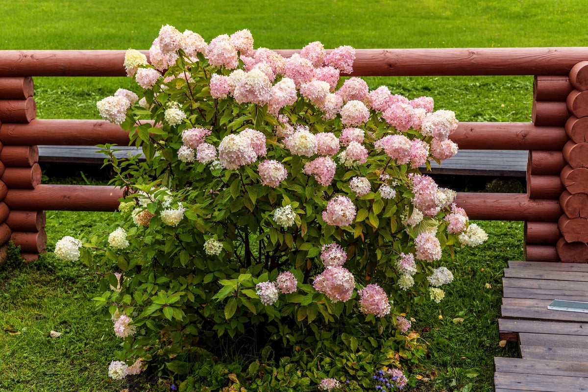 50 semillas de hortensia PEE GEE Paniculata Peegee, arbusto de flores blancas y rosadas en panícula