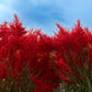 100 RED Forest Fire COCKSCOMB CELOSIA Plumosa Seeds