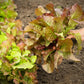 3000 PRIZEHEAD LETTUCE Loose Leaf Early Prize Head Red Lactuca Vegetable Seeds
